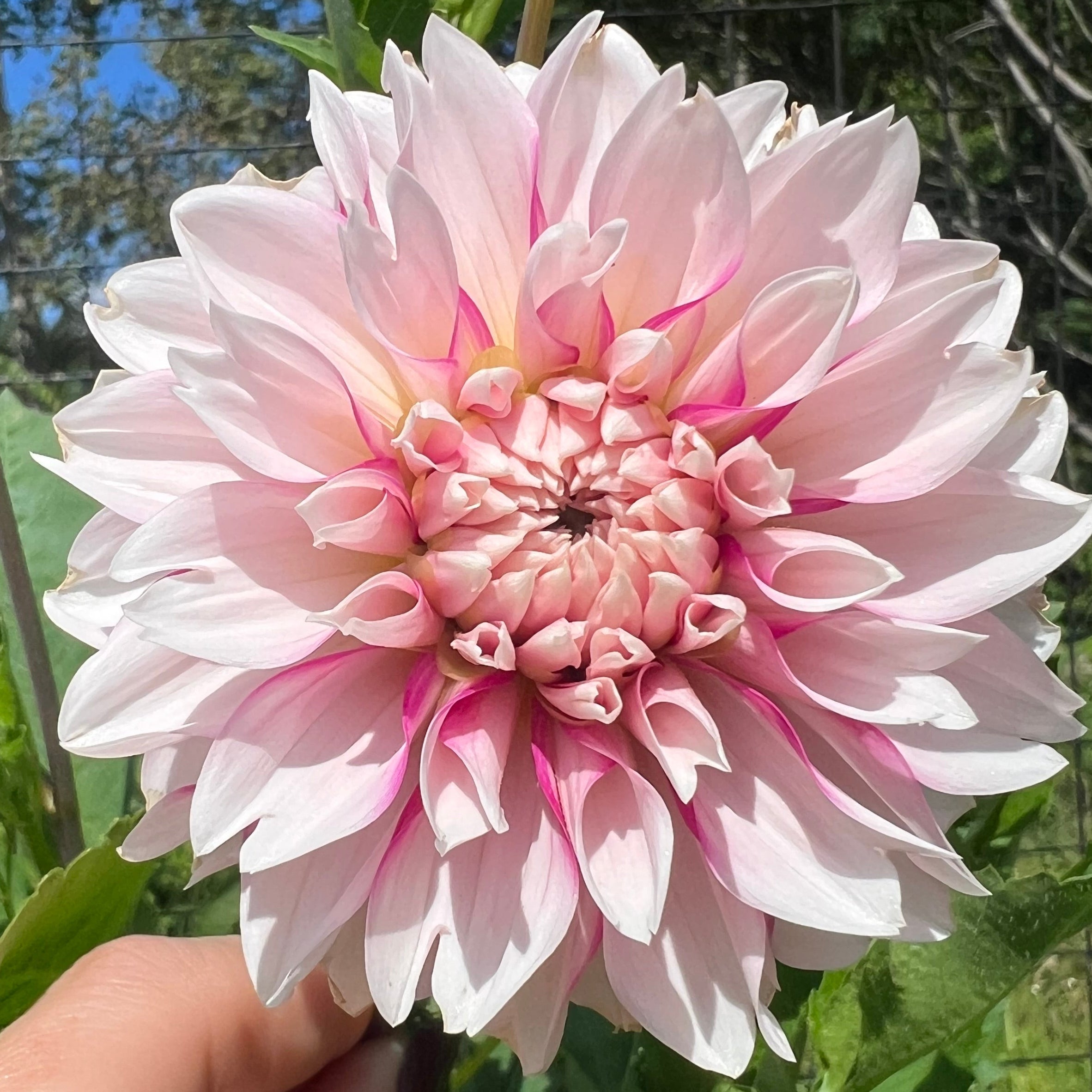 Budapest Blush Dahlia Tuber
