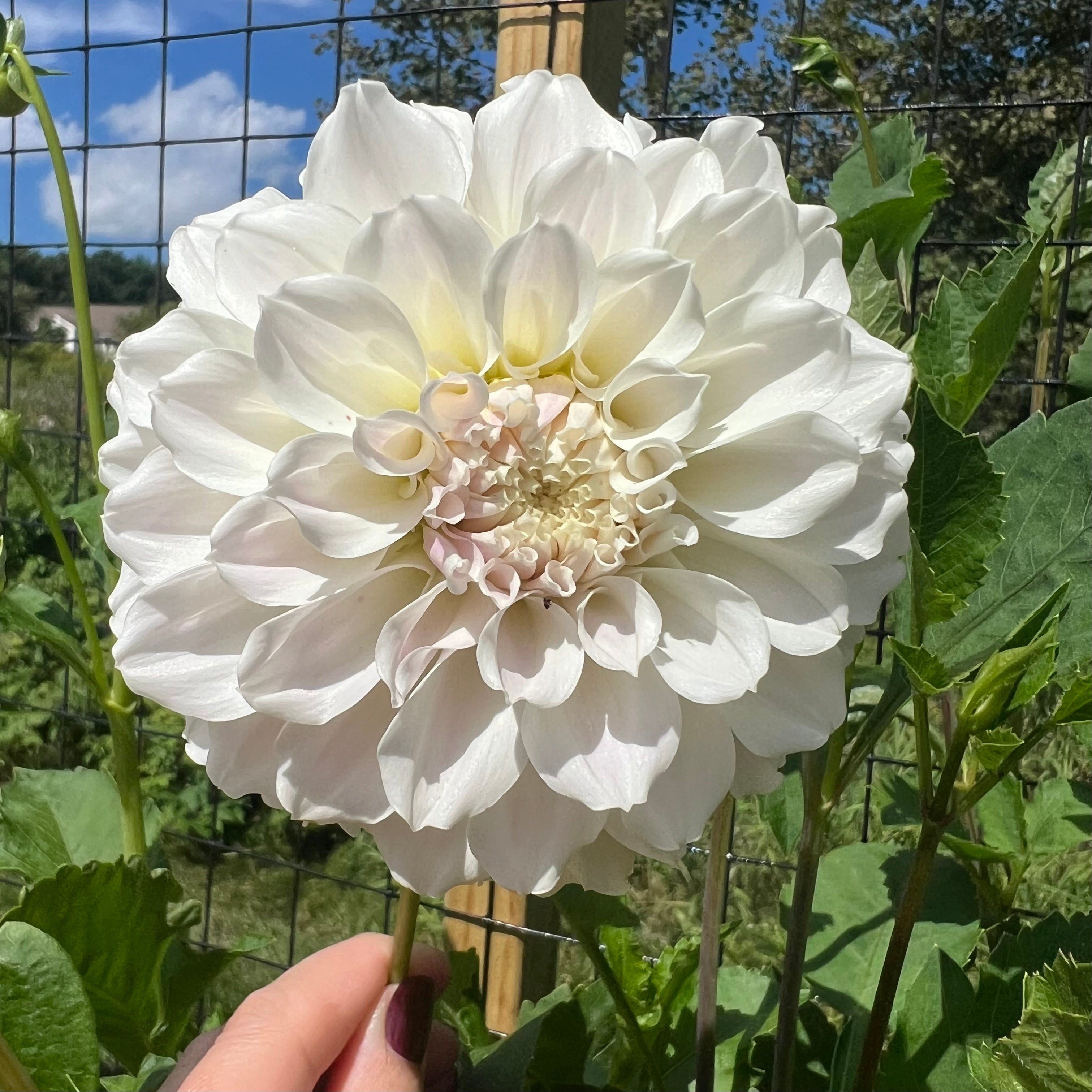 Irish Ruffles Dahlia Tuber