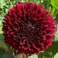 Jowey Mirella Dahlia Tuber
