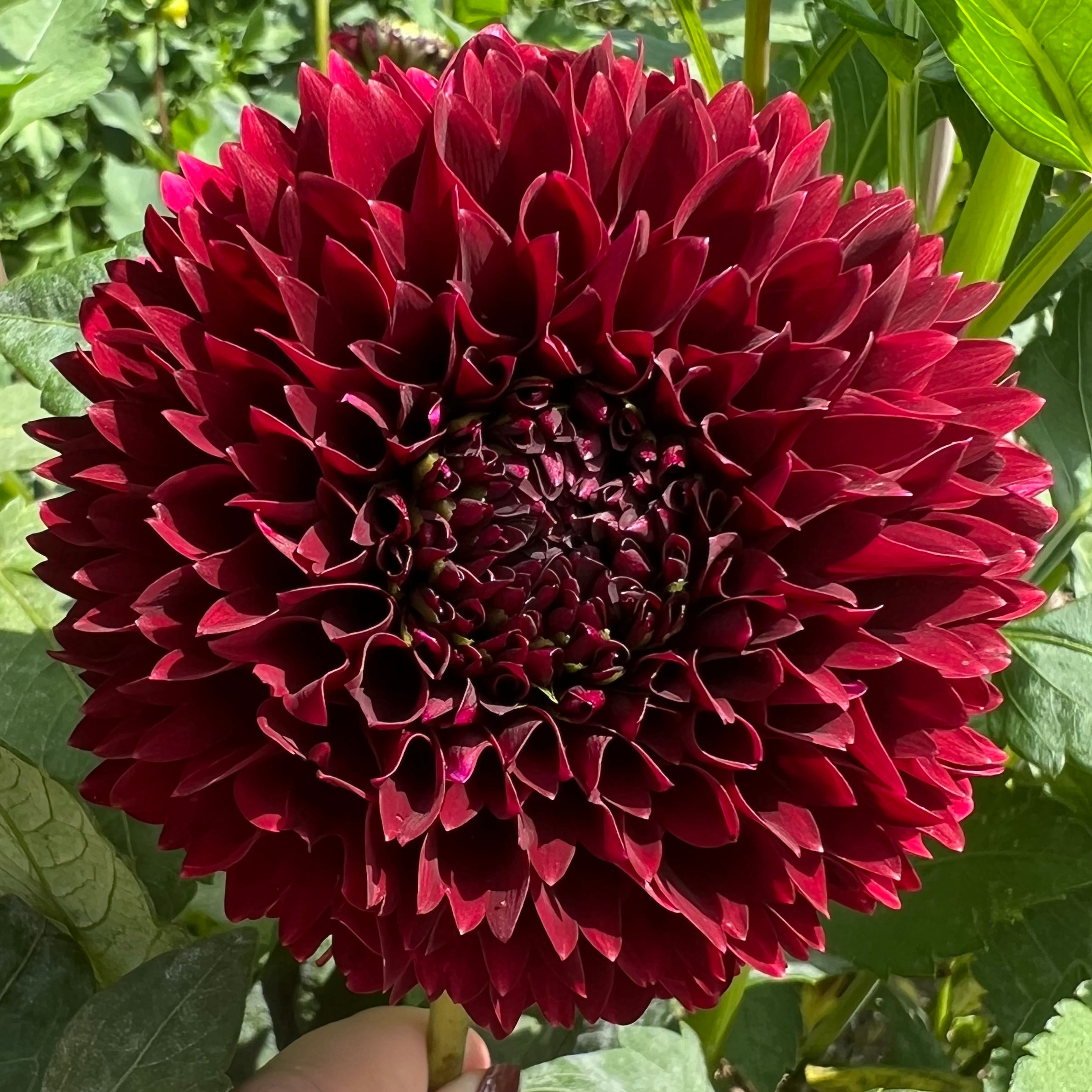 Jowey Mirella Dahlia Tuber