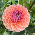 Jowey Paula Dahlia Tuber