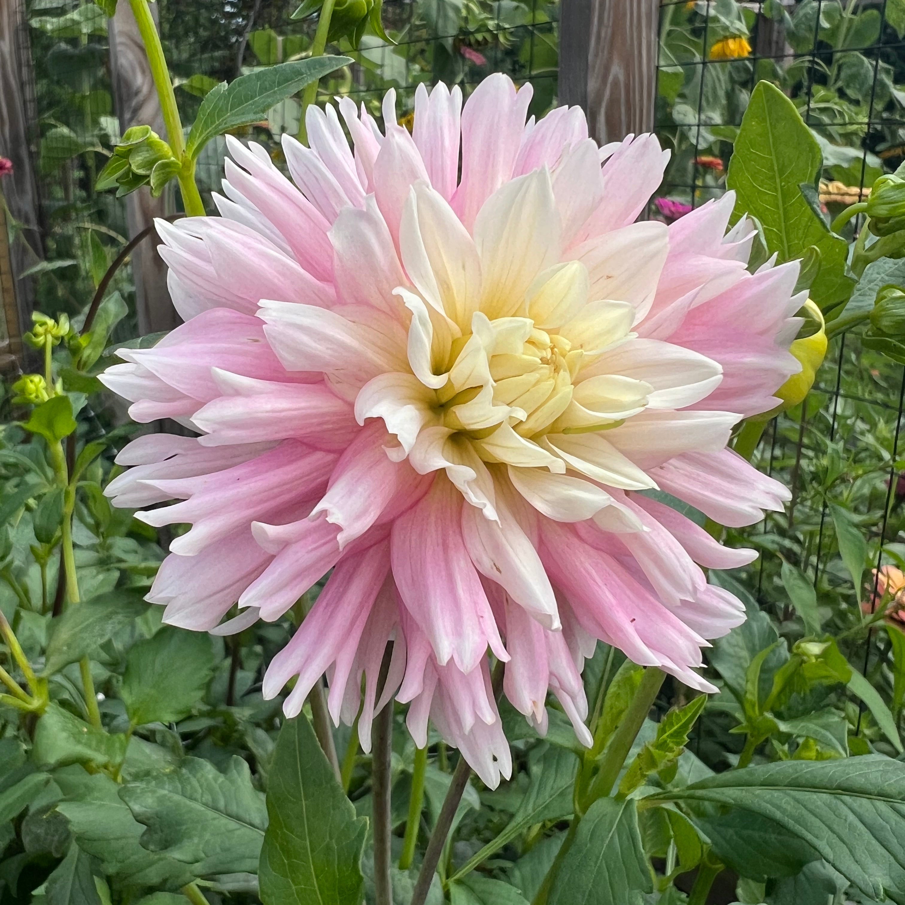 Chilson's Pride Dahlia Tuber