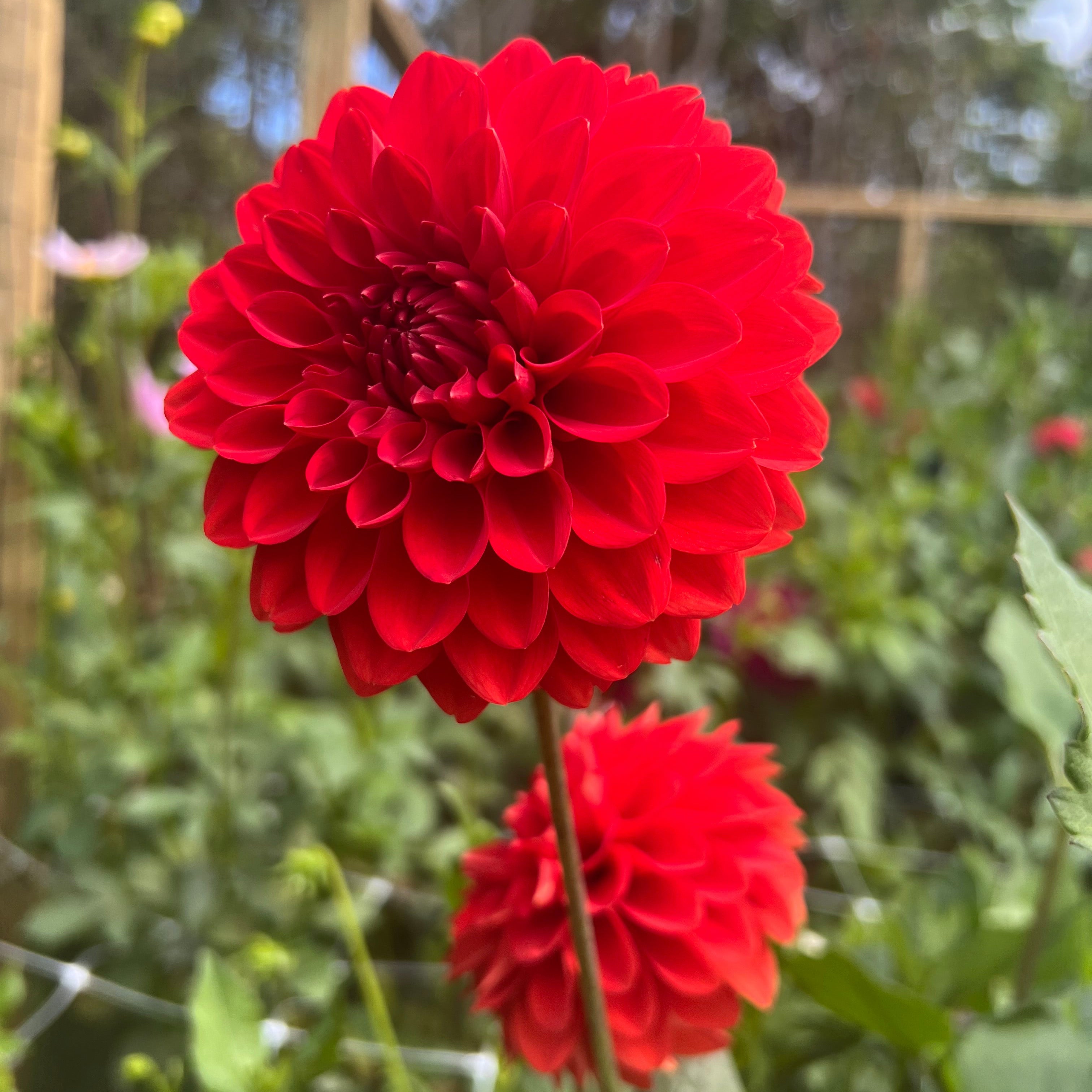 Audrey Grace Dahlia Tuber