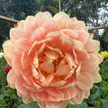 Hollyhill Serenity Dahlia Tuber