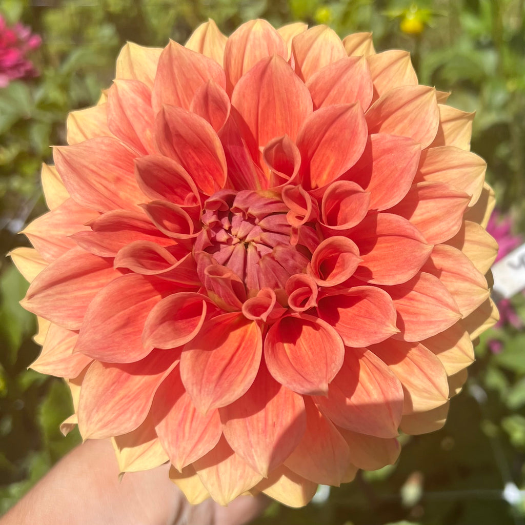Bracken Sarah Dahlia Tuber