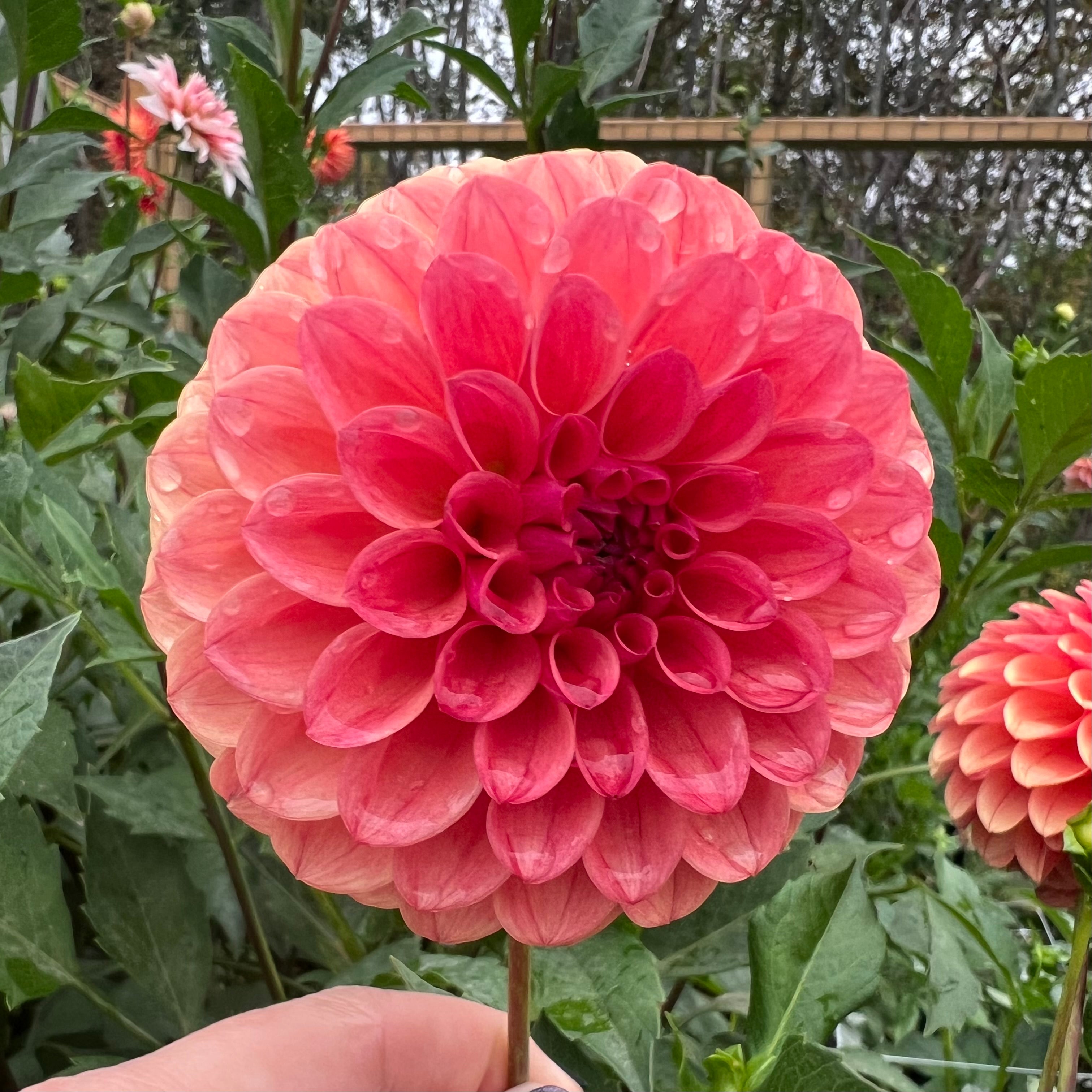 Blood Orange Dahlia Tuber