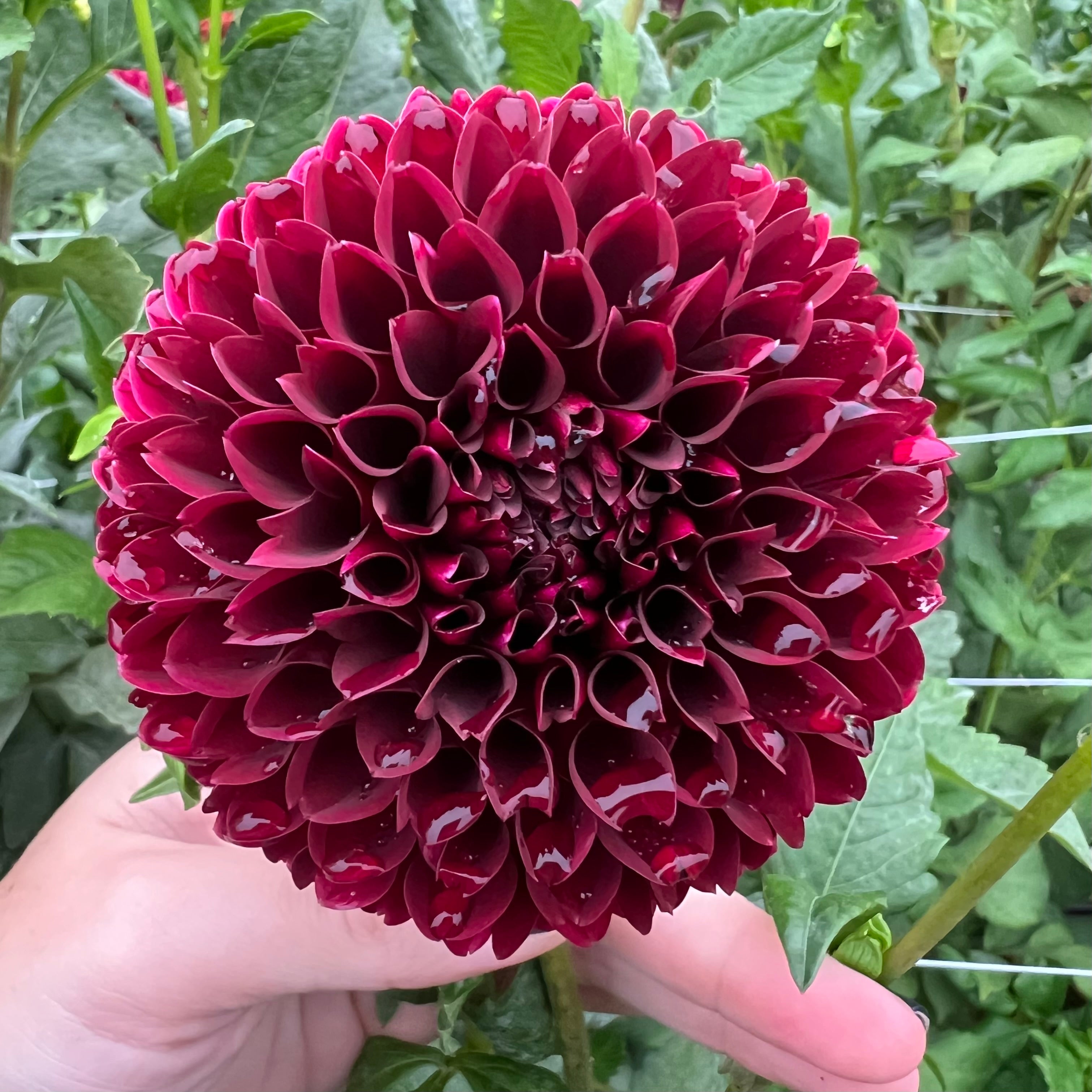 Jowey Mirella Dahlia Tuber