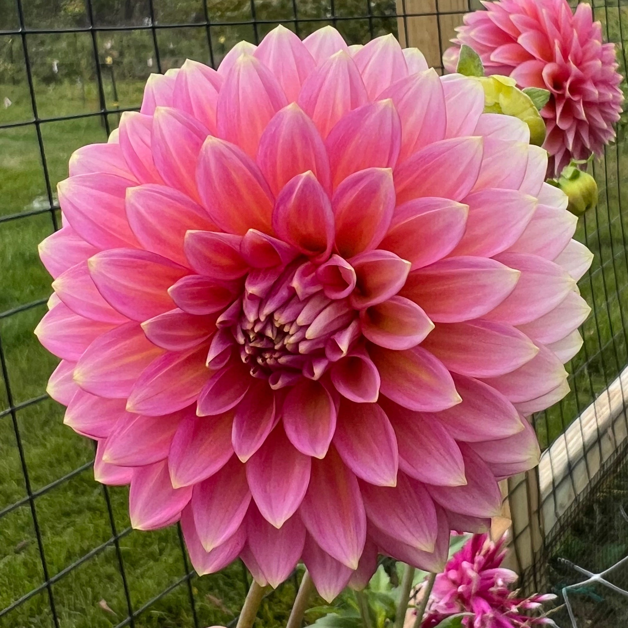 Bloomquist Mojo Dahlia Tuber