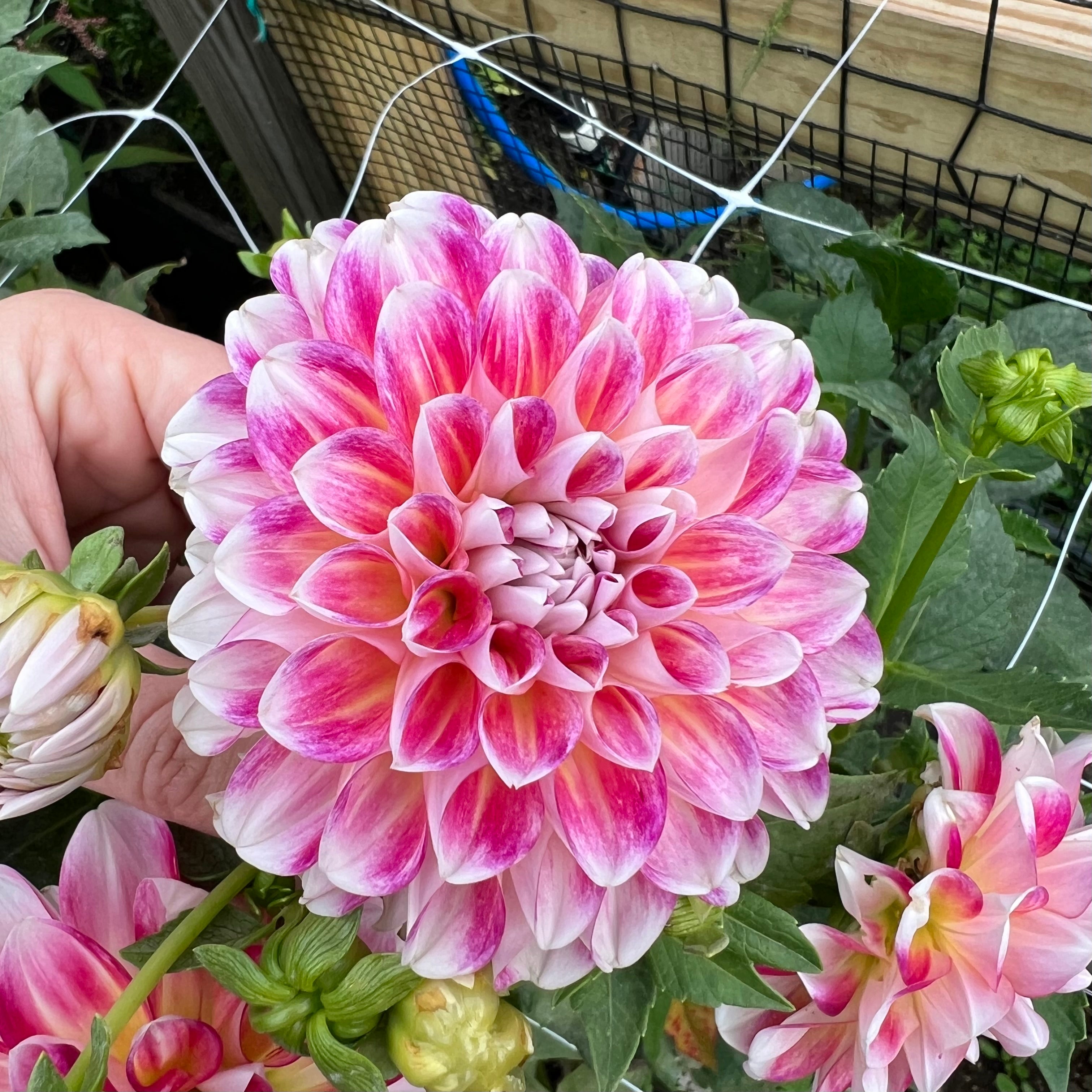 Hawaii Dahlia Tuber
