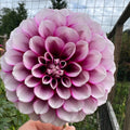 Aitara Diadem Dahlia Tuber