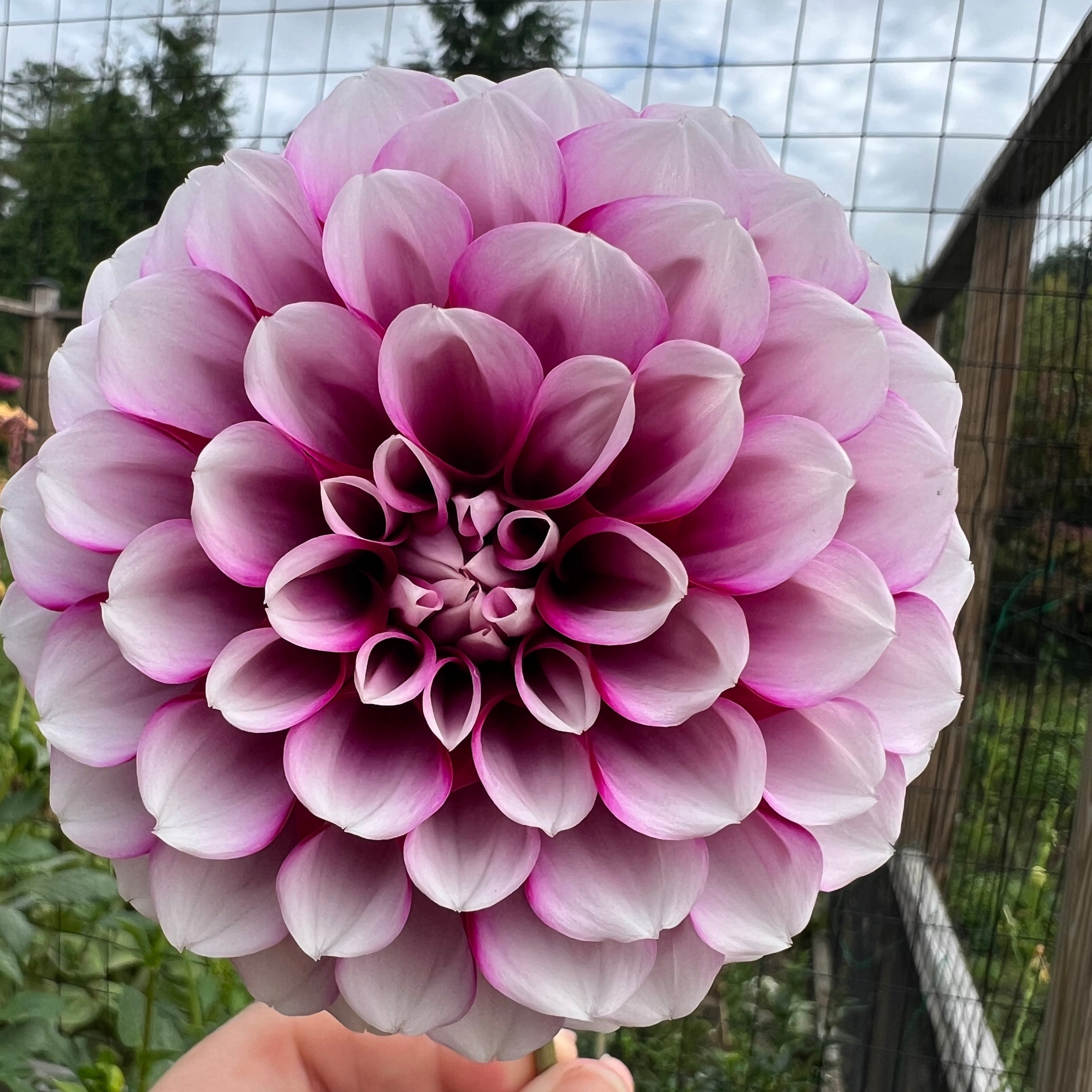 Aitara Diadem Dahlia Tuber