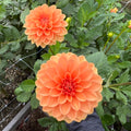 Jowey Linda Dahlia Tuber