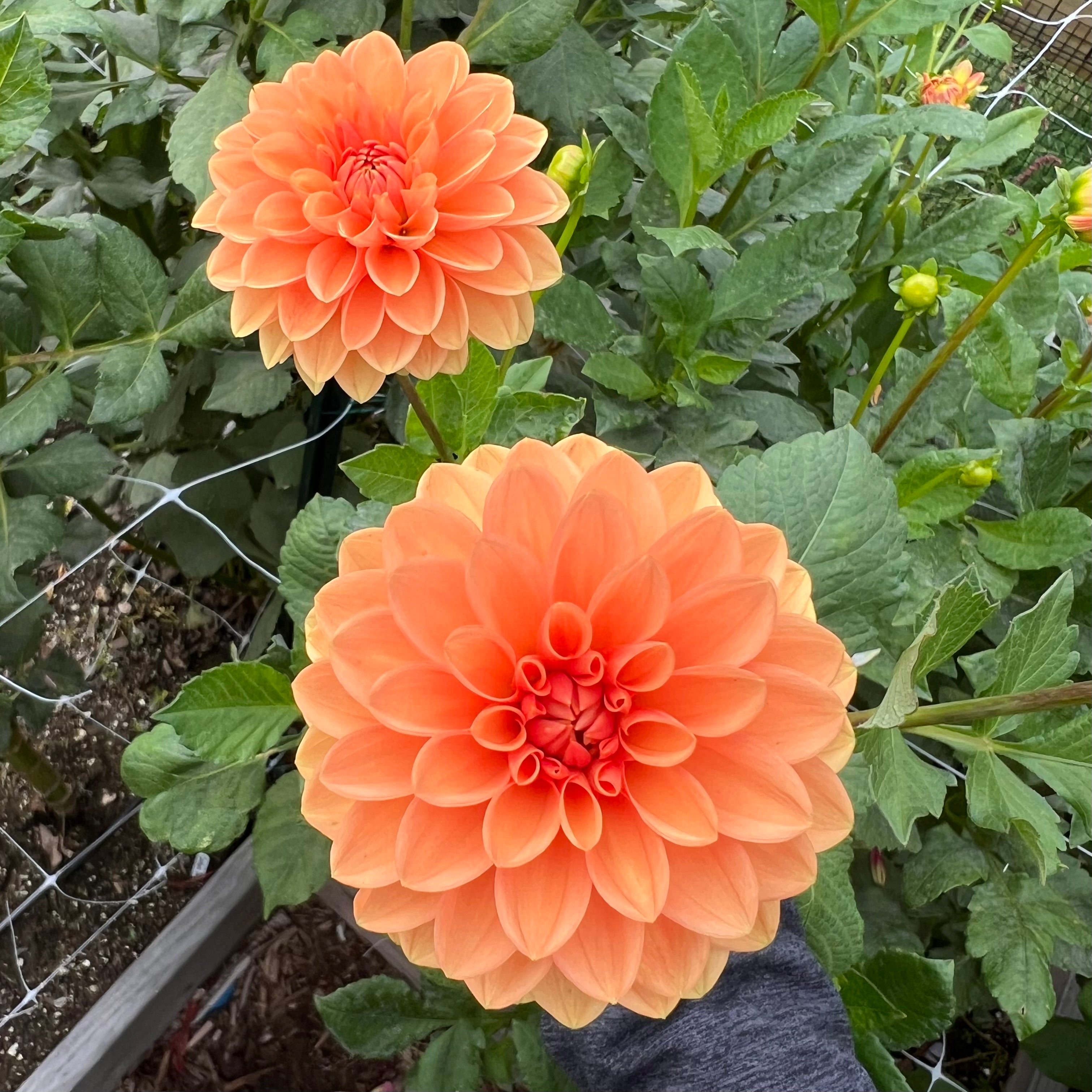 Jowey Linda Dahlia Tuber