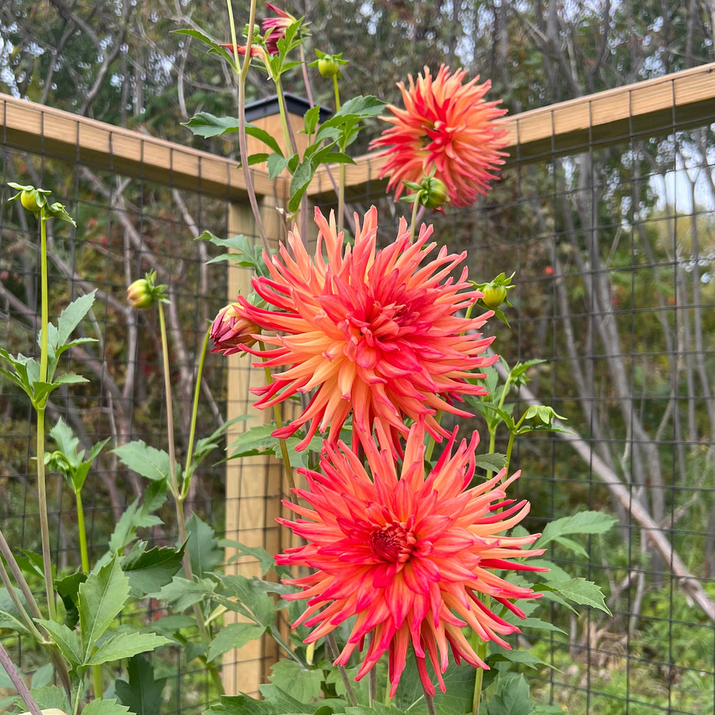 Caedmon Dahlia Tuber