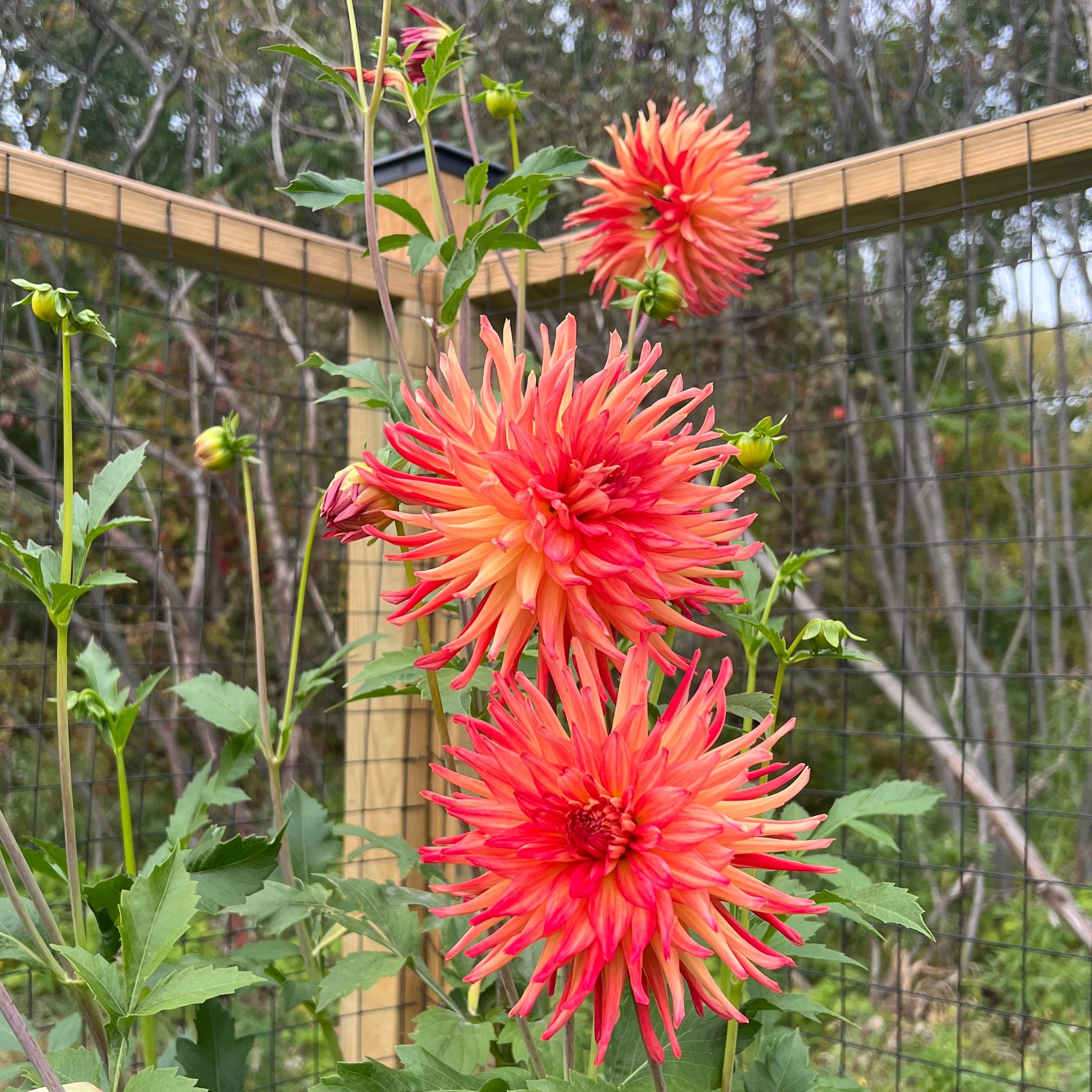 Caedmon Dahlia Tuber