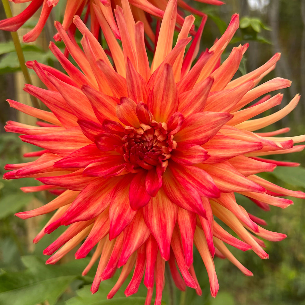 Caedmon Dahlia Tuber