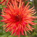 Caedmon Dahlia Tuber
