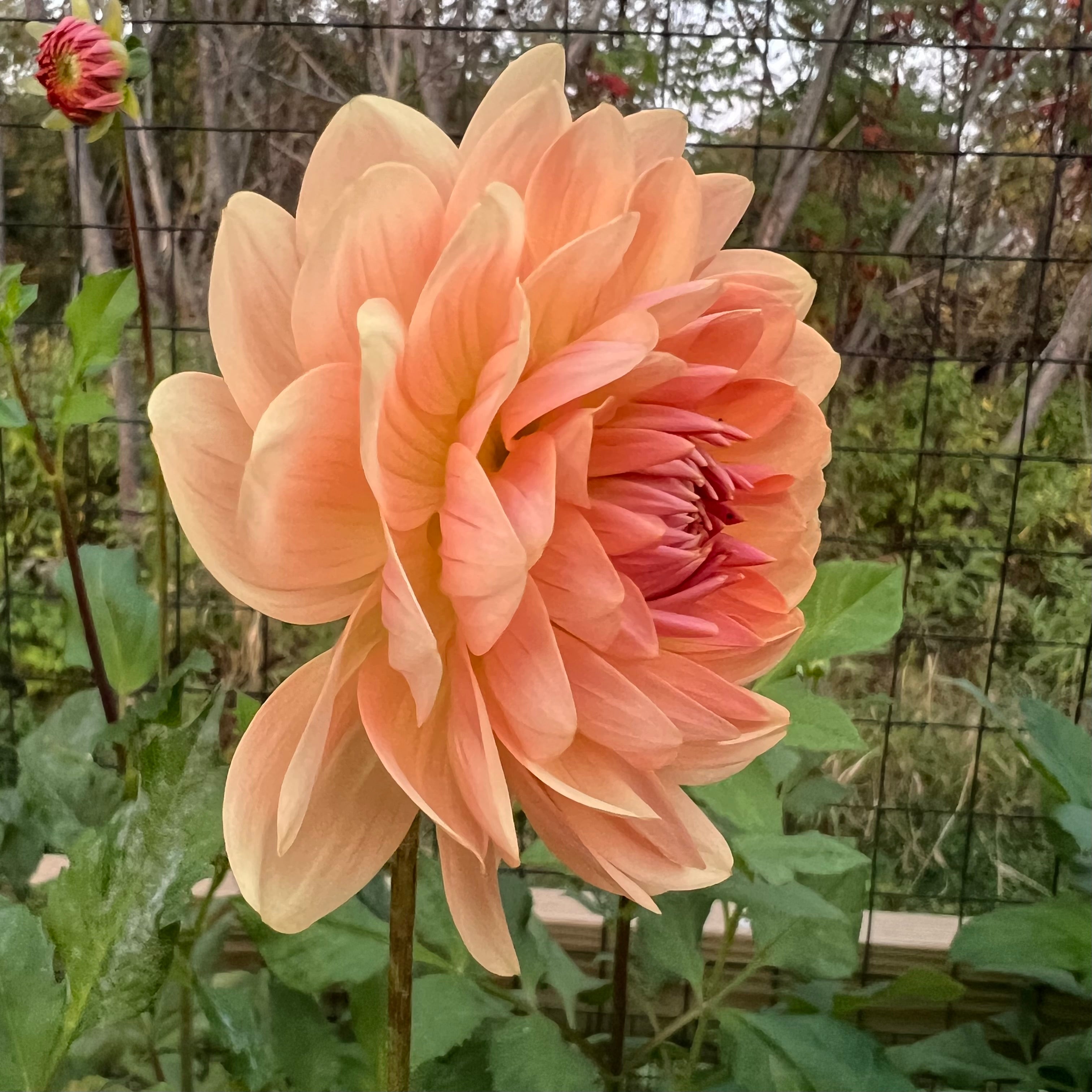 Fawn Dahlia Tuber