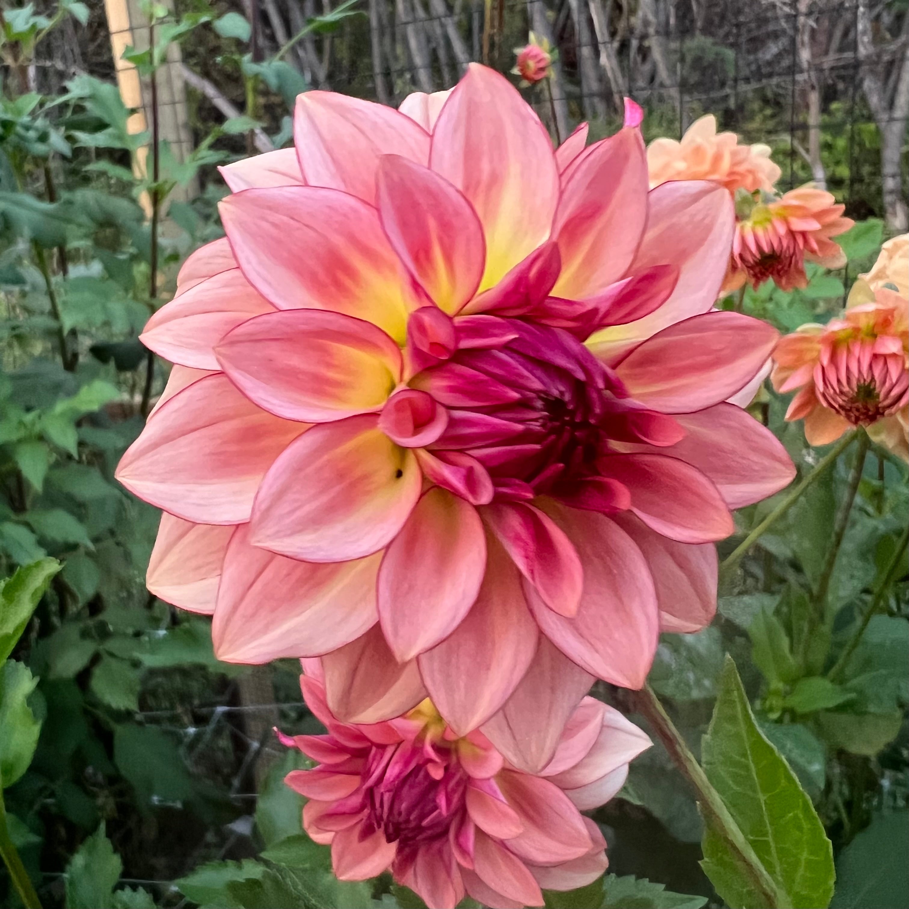 Mocha Katie Dahlia Tuber