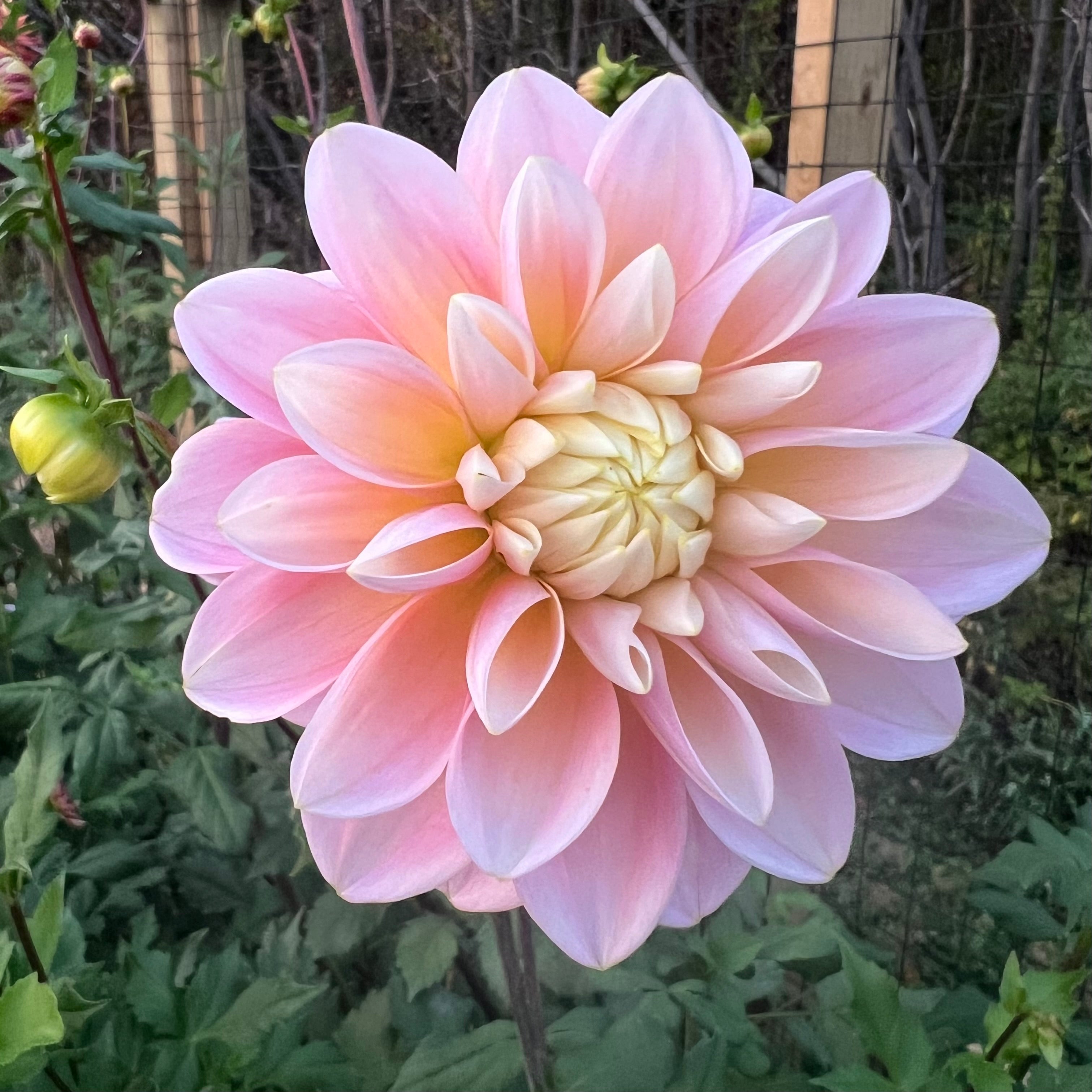 Gabbie's Wish Dahlia Tuber