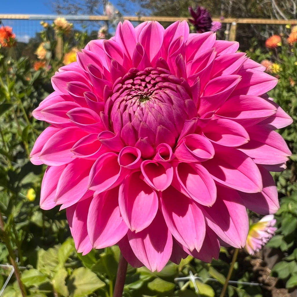 Jowey Frambo Dahlia Tuber