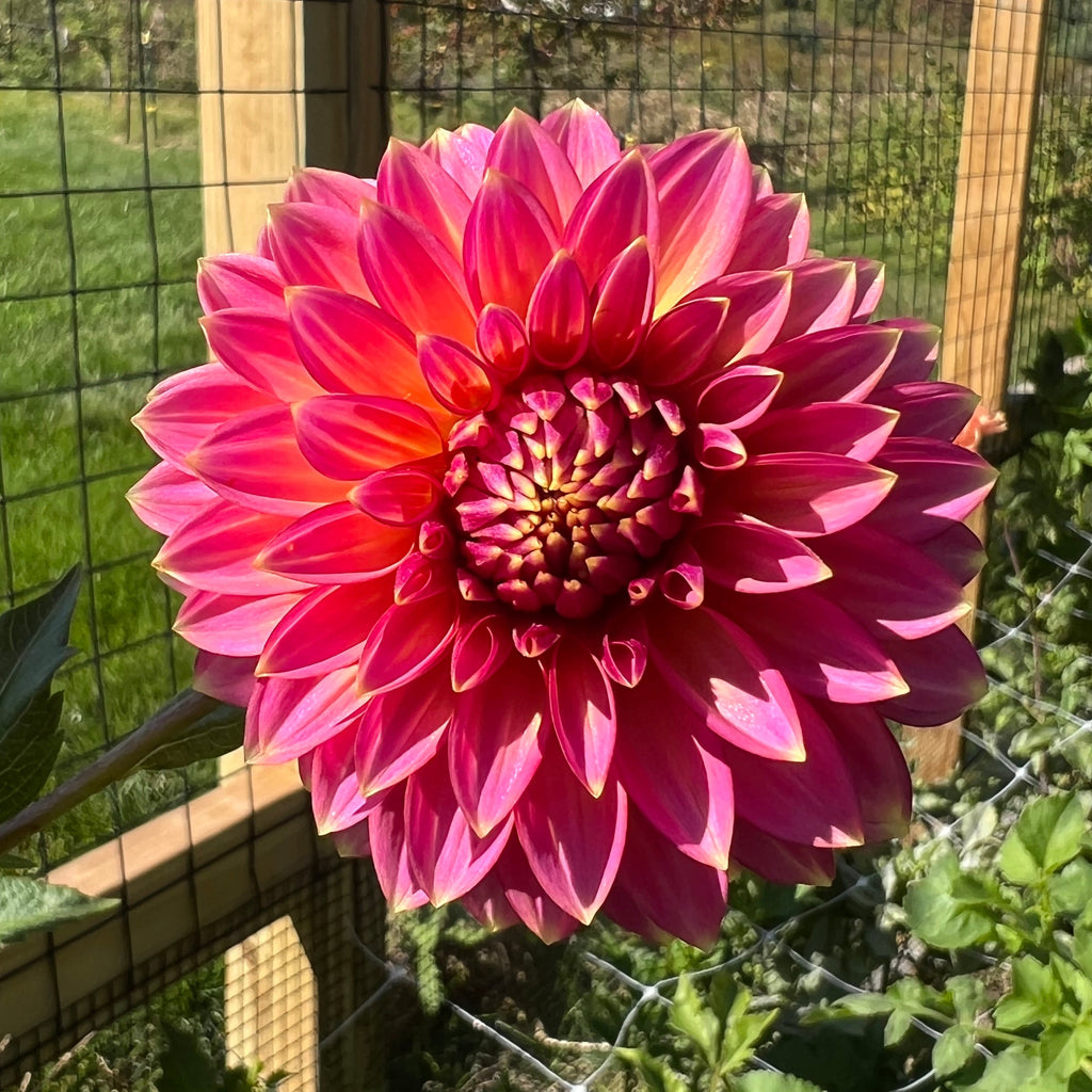 Bloomquist Mojo Dahlia Tuber