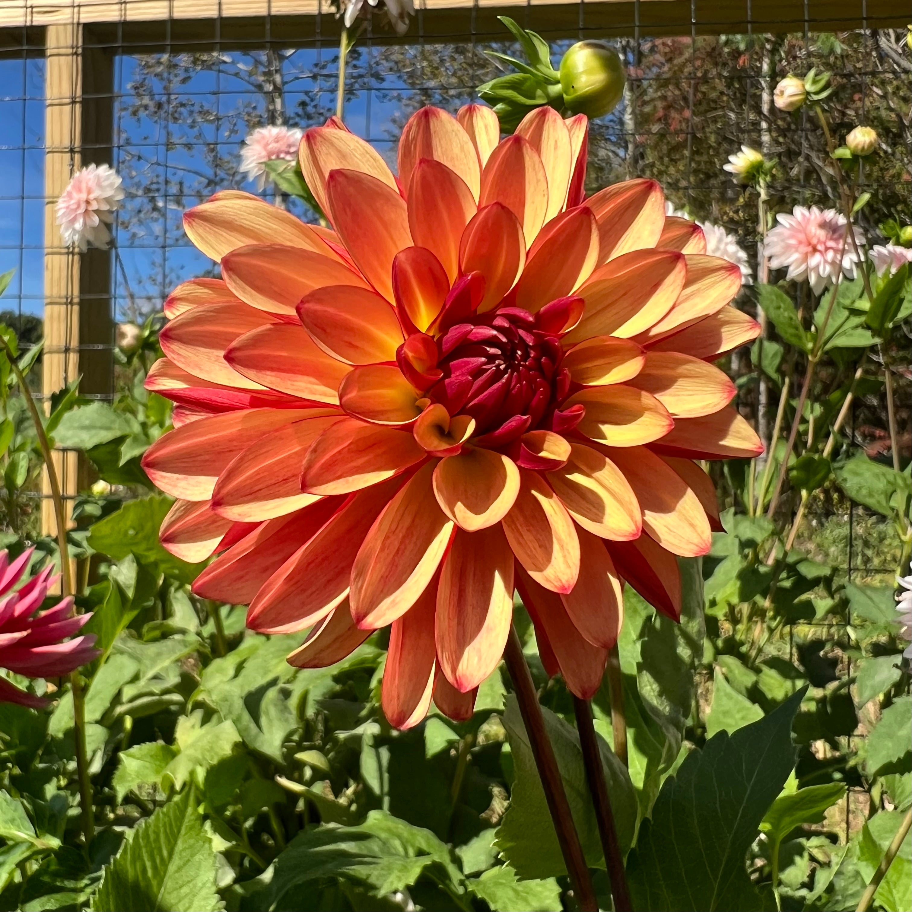 Fidalgo Julie Dahlia Tuber