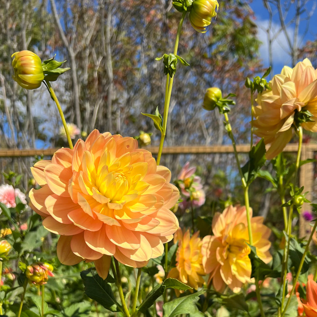 Hollyhill Serenity Dahlia Tuber