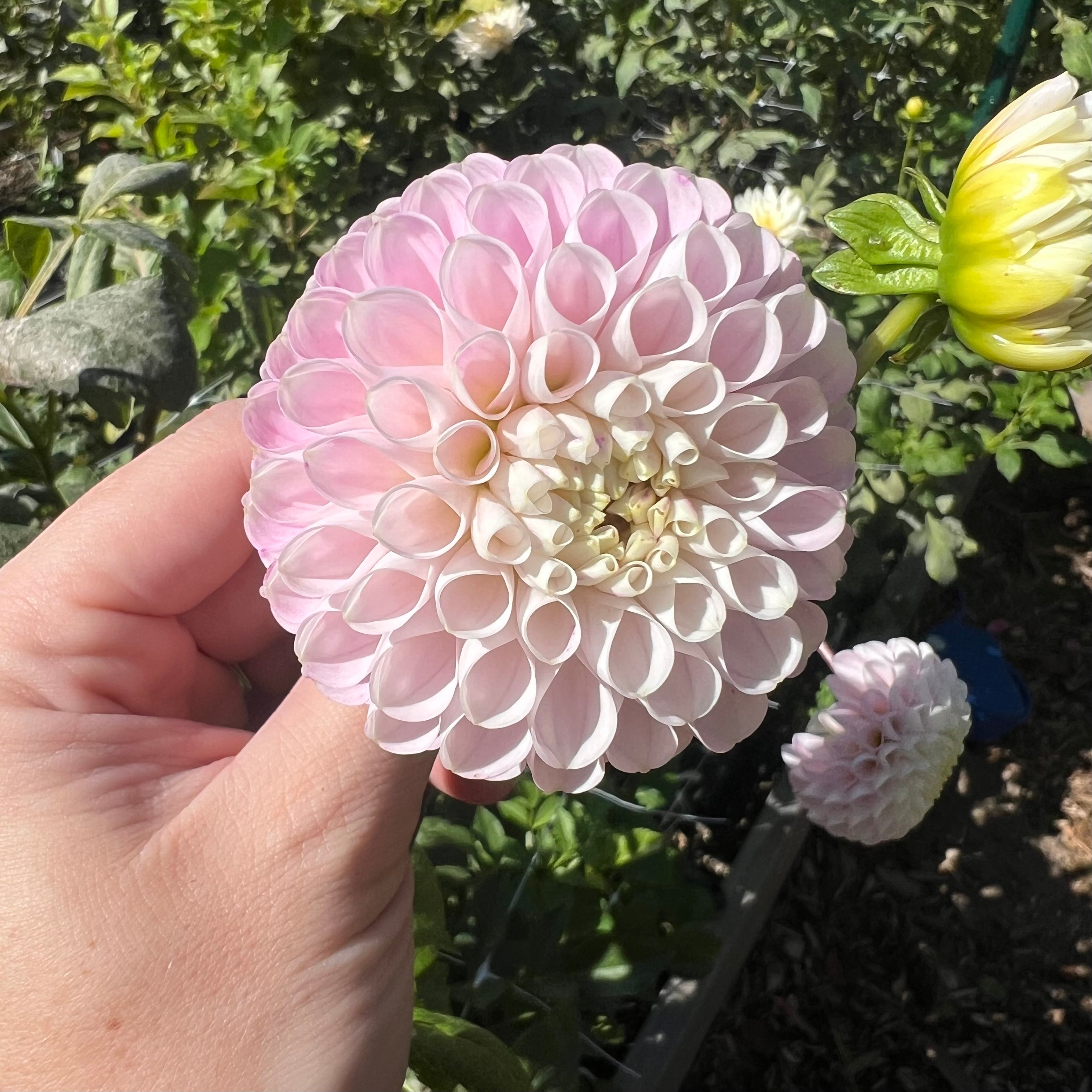 Irish Candy Dahlia Tuber